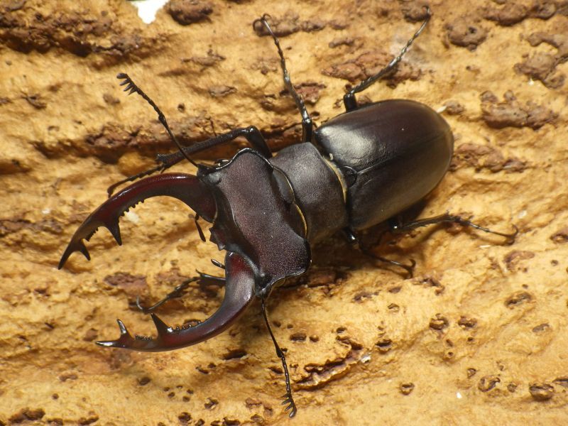 ユダイクスミヤマクワガタ☆♂77ミリ♀46ミリ47ミリ新成虫トリオ